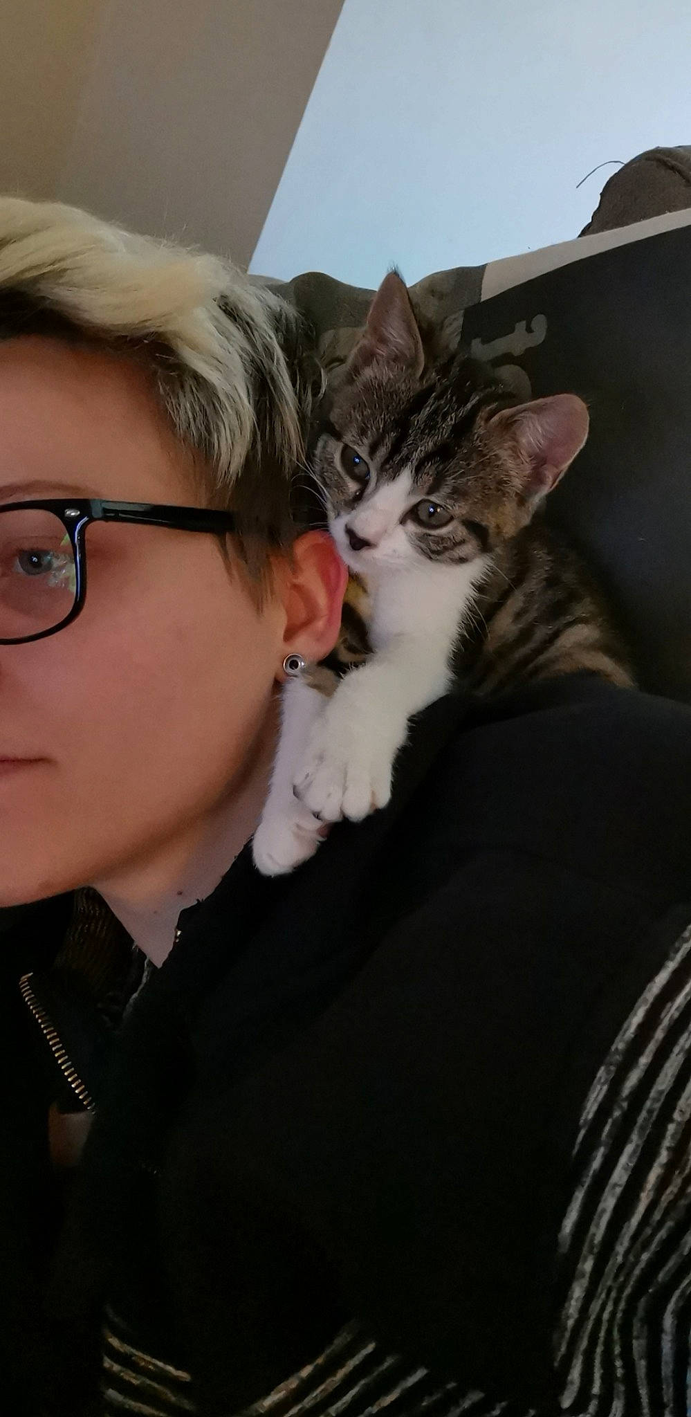 Nala participe au concours pour gagner de l'argent avec cette photo : american_shorthair, asian, carnivore, cat, domestic_short_haired_cat, ear, european_shorthair, felidae, fur, glasses, kitten, mouth, nose, small_to_medium_sized_cats, tabby_cat, whiskers