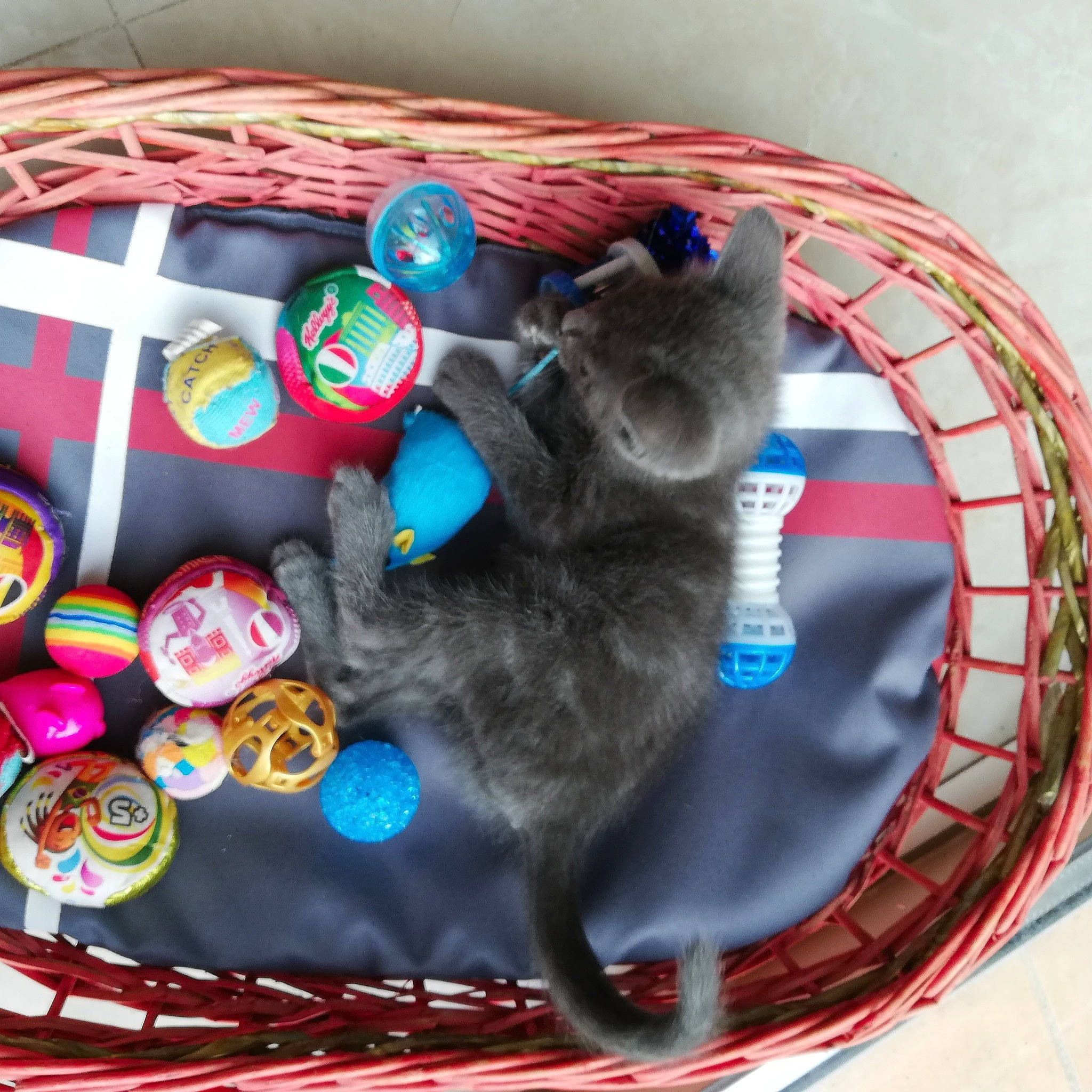 Cali a rejoint le concours — aidez-le/la à gagner de superbes lots ! cat, cat_toy