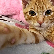 Guero is registered to the contest to win money with this photo: animal, bed, cat, close_up, cozy, curious, cute, eye_contact, feline, fur, indoor, mammal, orange_tabby, paw, pet, pink_blanket, portrait, relaxed, soft_texture, whiskers