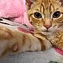 animal, bed, cat, close_up, cozy, curious, cute, eye_contact, feline, fur, indoor, mammal, orange_tabby, paw, pet, pink_blanket, portrait, relaxed, soft_texture, whiskers