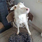 Snow a rejoint le concours — aidez-le/la à gagner de superbes lots ! animal, architecture, basket, building, canine, cat, chair, dog, dogbed, eskimodog, furniture, homedecor, husky, indoors, livingroom, person, pet, puppy, room, whitedog