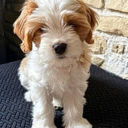 Bijou a rejoint le concours — aidez-le/la à gagner de superbes lots ! puppy, dog, canine, fluffy, white_fur, tan_fur, brown_ears, sitting, portrait, close_up, cute, adorable, companion_animal, pet, black_nose, paws, cushion, stone_wall, indoor, photography