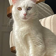 Oggy participe au concours pour gagner de l'argent avec cette photo : cat, white_cat, heterochromia, indoor, feline, pet, animal, fur, whiskers, ears, eyes, portrait, closeup, sitting, domestic_cat, soft_light, furniture, cozy, cute, alert