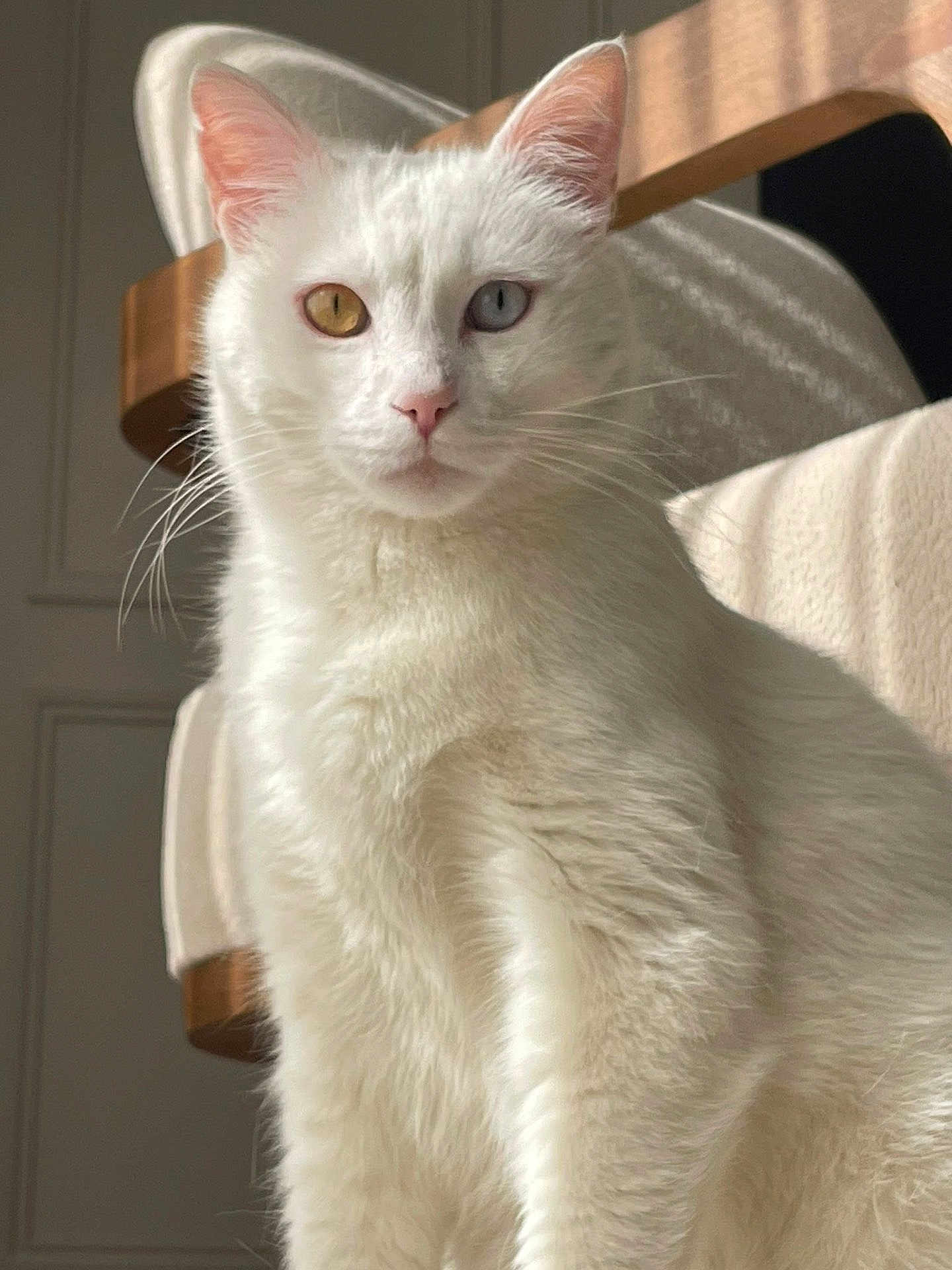 Oggy participe au concours pour gagner de l'argent avec cette photo : cat, white_cat, heterochromia, indoor, feline, pet, animal, fur, whiskers, ears, eyes, portrait, closeup, sitting, domestic_cat, soft_light, furniture, cozy, cute, alert