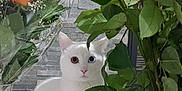 Oggy participe au concours pour gagner de l'argent avec cette photo : cat, white_cat, heterochromia, flowers, roses, bouquet, green_leaves, plant, indoor, curious, pet, animal, feline, table, glass_vase, nature, colorful, closeup, still_life, domestic