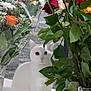 cat, white_cat, heterochromia, flowers, roses, bouquet, green_leaves, plant, indoor, curious, pet, animal, feline, table, glass_vase, nature, colorful, closeup, still_life, domestic