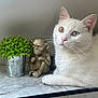 cat, white_cat, heterochromia, blue_eye, yellow_eye, plant, potted_plant, green_plant, monkey_figurine, bronze_statue, marble_surface, indoor, pet, animal, close_up, resting, curious, still_life, decor, feline