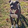 Blue And Ivy is registered to the contest to win money with this photo: animal, ball, bostonbull, boxer, bulldog, canine, dog, football, grass, outdoors, pet, pitbull, plant, puppy, snout, soccer, soccerball, sport, tennis, tennisball