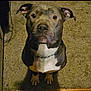 Blue And Ivy is registered to the contest to win money with this photo: animal, bostonbull, boxer, bulldog, canine, dog, frenchbulldog, hound, labradorretriever, machine, pet, pitbull, plywood, puppy, snout, spoke, terrier, wood