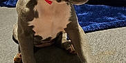 Blue And Ivy is registered to the contest to win money with this photo: animal, ball, boxer, bulldog, canine, dog, frenchbulldog, furniture, hound, indoors, interiordesign, labradorretriever, pet, pitbull, pointer, puppy, snout, sport, tennis, tennisball