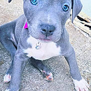 Blue And Ivy joined the competition — help win amazing prizes! animal, ball, bostonbull, boxer, bulldog, canine, dog, face, greatdane, head, hound, pet, pitbull, puppy, purple, snout, sport, tennis, tennisball, whitedog