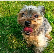Zalie is registered to the contest to win money with this photo: animal, canine, companion, cute, dog, friendly, fur, grass, greenery, happy, looking_up, nature, outdoor, pet, playful, scruffy, small_dog, summer, sunlight, tongue_out