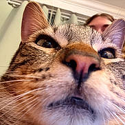 Cooper is registered to the contest to win money with this photo: cat, tabby, close_up, whiskers, nose, face, person, indoor, curious, pet, animal, fur, eyes, ears, blurred_background, human, portrait, domestic, cute, closeup