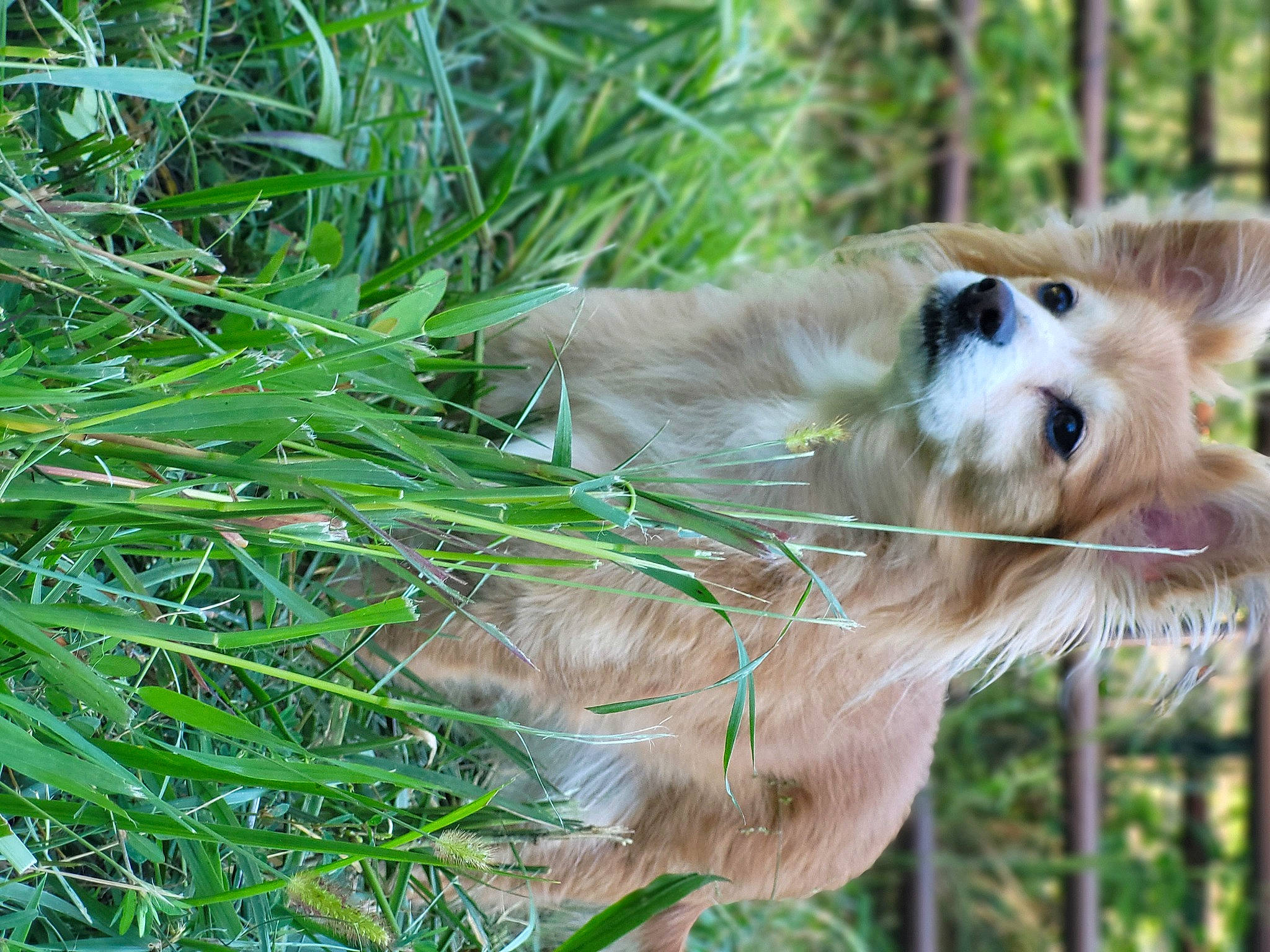 Zoe is registered to the contest to win money with this photo: canidae, carnivore, collie, companion_dog, dog, dog_breed, fawn, fur, german_spitz, german_spitz_mittel, grass, herding_dog, plant, pomeranian, snout, spitz, sporting_group, street_dog, tail, whiskers