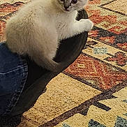 Maple is registered to the contest to win money with this photo: kitten, cat, shoe, jeans, carpet, indoor, pet, animal, curious, white_fur, patterned_rug, paw, cute, cozy, small, sitting, looking, domestic, young, feline