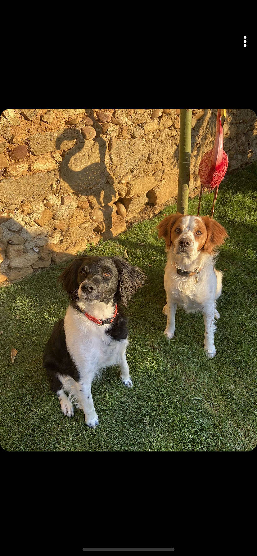 Orson a rejoint le concours — aidez-le/la à gagner de superbes lots ! brittany, canidae, carnivore, collar, companion_dog, dog, dog_breed, dog_collar, fawn, grass, gun_dog, leash, liver, paw, plant, puppy, snout, sporting_group, tail, working_dog