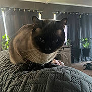 Daisy joined the competition — help win amazing prizes! cat, siamese_cat, pet, animal, indoor, blanket, furniture, curtains, plant, living_room, whiskers, fur, eyes, texture, window, home, cozy, domestic, black, brown
