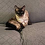 Daisy joined the competition — help win amazing prizes! cat, siamese_cat, couch, gray, quilted, furniture, pet, indoor, relaxed, animal, fur, blue_eyes, sitting, domestic_cat, cozy, resting, whiskers, ears, tail, living_room