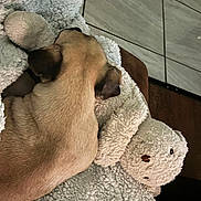 Lucy is registered to the contest to win money with this photo: animal, back_view, blanket, brown, comfort, cozy, cute, dog, floor, fur, home, indoor, pet, resting, snuggling, soft, teddy_bear, texture, tile_floor, warm