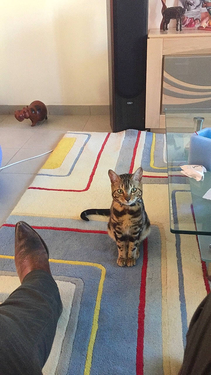 Nouméa a rejoint le concours — aidez-le/la à gagner de superbes lots ! carnivore, carpet, cat, comfort, domestic_short_haired_cat, felidae, floor, flooring, foot, fur, grey, hardwood, human_leg, mat, room, sitting, small_to_medium_sized_cats, tail, whiskers, wood