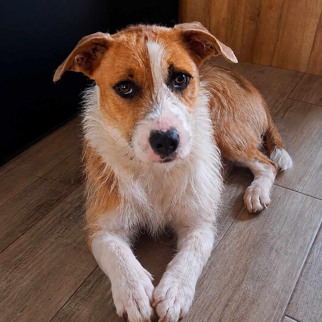 Aya a rejoint le concours — aidez-le/la à gagner de superbes lots ! dog, wet_fur, wooden_floor, indoor, pet, brown_and_white, animal, looking_up, ears, paws, floor_tiles, cute, domestic_animal, mammal, companion, resting, portrait, fur_texture, canine, adorable