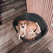 Aya a rejoint le concours — aidez-le/la à gagner de superbes lots ! dog, pet_bed, blanket, indoor, wood_floor, wood_panel_wall, brown_dog, white_dog, resting, comfortable, flooring, home_interior, canine, animal, domestic, laying_down, looking, cozy, quiet, relaxed