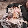 Aya participe au concours pour gagner de l'argent avec cette photo : cat, pet, animal, sleeping, relaxed, bed, blanket, fluffy, cozy, indoor, wooden_floor, fur, cute, resting, paw, pink_skin, whiskers, domestic, sleep, comfy