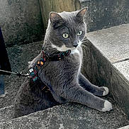 Shaggy participe au concours pour gagner de l'argent avec cette photo : alert, animal, cat, closeup, concrete, curious, daylight, feline, grey_cat, harness, leash, outdoor, pet, resting, side_view, stairs, texture, urban, walking, white_paws