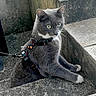 alert, animal, cat, closeup, concrete, curious, daylight, feline, grey_cat, harness, leash, outdoor, pet, resting, side_view, stairs, texture, urban, walking, white_paws