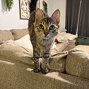 Stevie joined the competition — help win amazing prizes! cat, kitten, tabby, couch, living_room, furniture, curious, pet, indoor, eyes, tail, ears, whiskers, pillows, curtains, greenery, decor, cozy, soft, alert