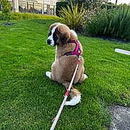 Paillette a rejoint le concours — aidez-le/la à gagner de superbes lots ! puppy, dog, grass, leash, outdoor, greenery, bushes, sky, clouds, building, harness, pet, nature, young_dog, curious, sitting, fluffy, daylight, back_view, park
