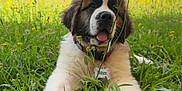Paillette a rejoint le concours — aidez-le/la à gagner de superbes lots ! puppy, dog, saint_bernard, grass, wildflowers, yellow_flowers, outdoor, nature, field, cute, tongue_out, collar, pet, animal, greenery, summer, sunlight, playful, young_dog, fluffy