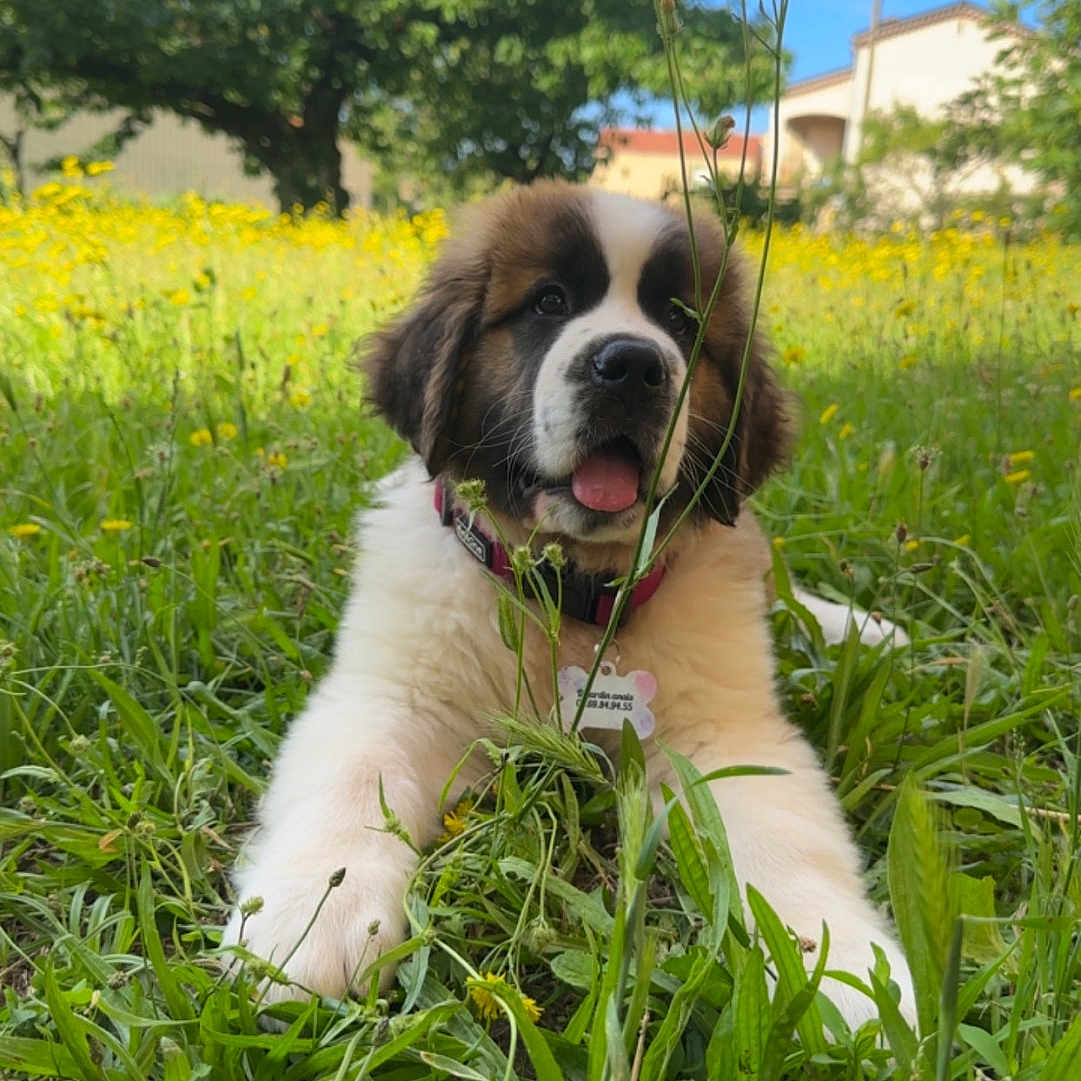 Paillette a rejoint le concours — aidez-le/la à gagner de superbes lots ! animal, collar, cute, dog, field, fluffy, grass, greenery, nature, outdoor, pet, playful, puppy, saint_bernard, summer, sunlight, tongue_out, wildflowers, yellow_flowers, young_dog