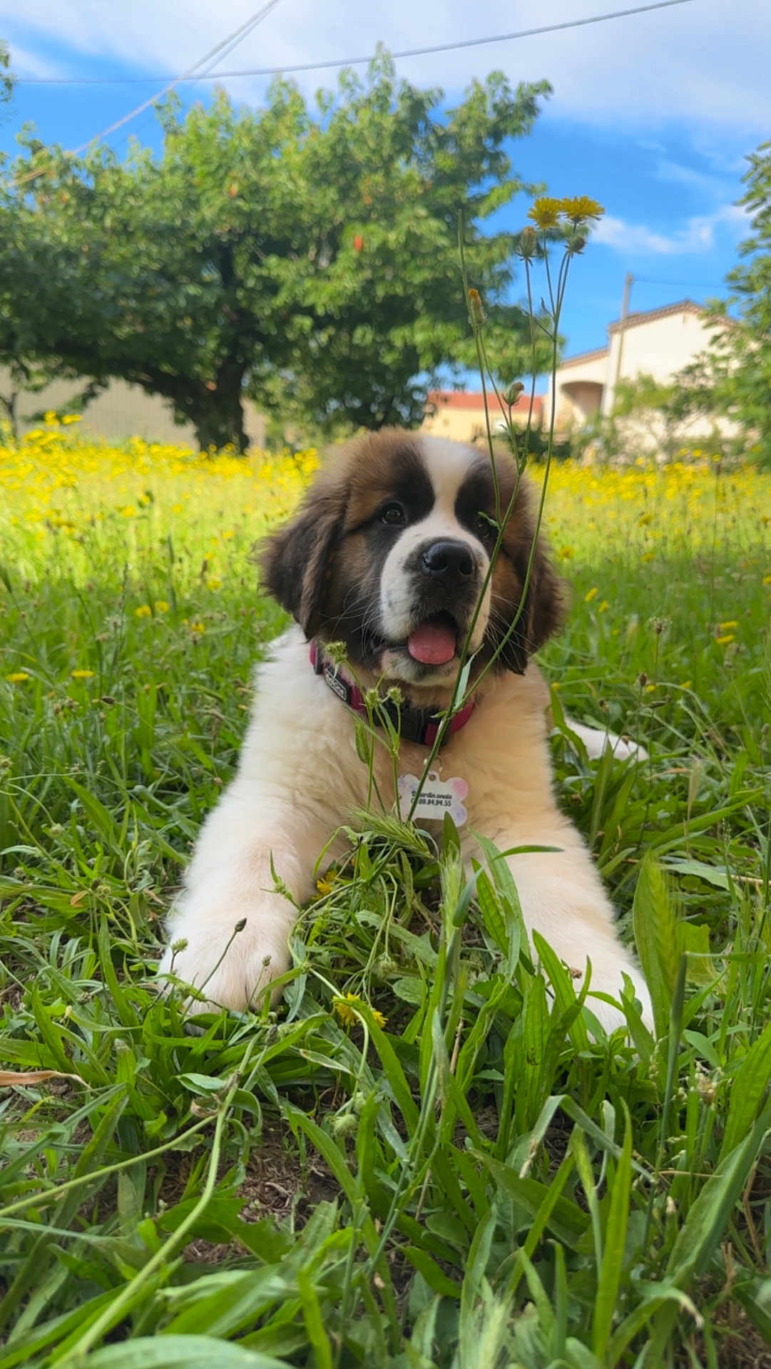 Paillette a rejoint le concours — aidez-le/la à gagner de superbes lots ! puppy, dog, saint_bernard, grass, wildflowers, yellow_flowers, outdoor, nature, field, cute, tongue_out, collar, pet, animal, greenery, summer, sunlight, playful, young_dog, fluffy