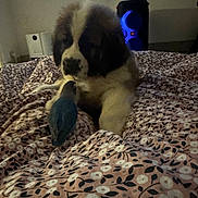 Paillette participe au concours pour gagner de l'argent avec cette photo : animal, animal_friendship, bed, bird, blanket, blue_bird, companion, cozy, cute, dog, floral_pattern, furry, indoor, pet, puppy, resting, room, soft_lighting, speaker, young_dog