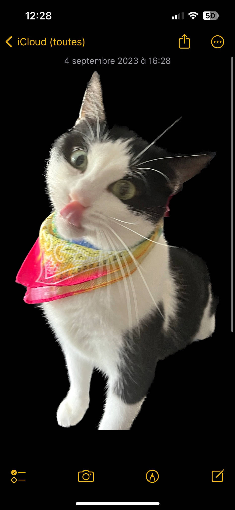 Hermione participe au concours pour gagner de l'argent avec cette photo : art, carnivore, cat, collar, darkness, domestic_short_haired_cat, ear, fawn, felidae, fur, paw, photo_caption, small_to_medium_sized_cats, snout, tail, terrestrial_animal, whiskers