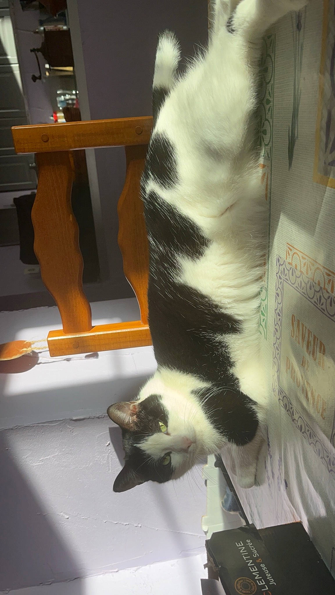 Hermione participe au concours pour gagner de l'argent avec cette photo : carnivore, cat, claw, comfort, domestic_short_haired_cat, felidae, fur, paw, room, small_to_medium_sized_cats, snapshot, snout, tail, whiskers, white