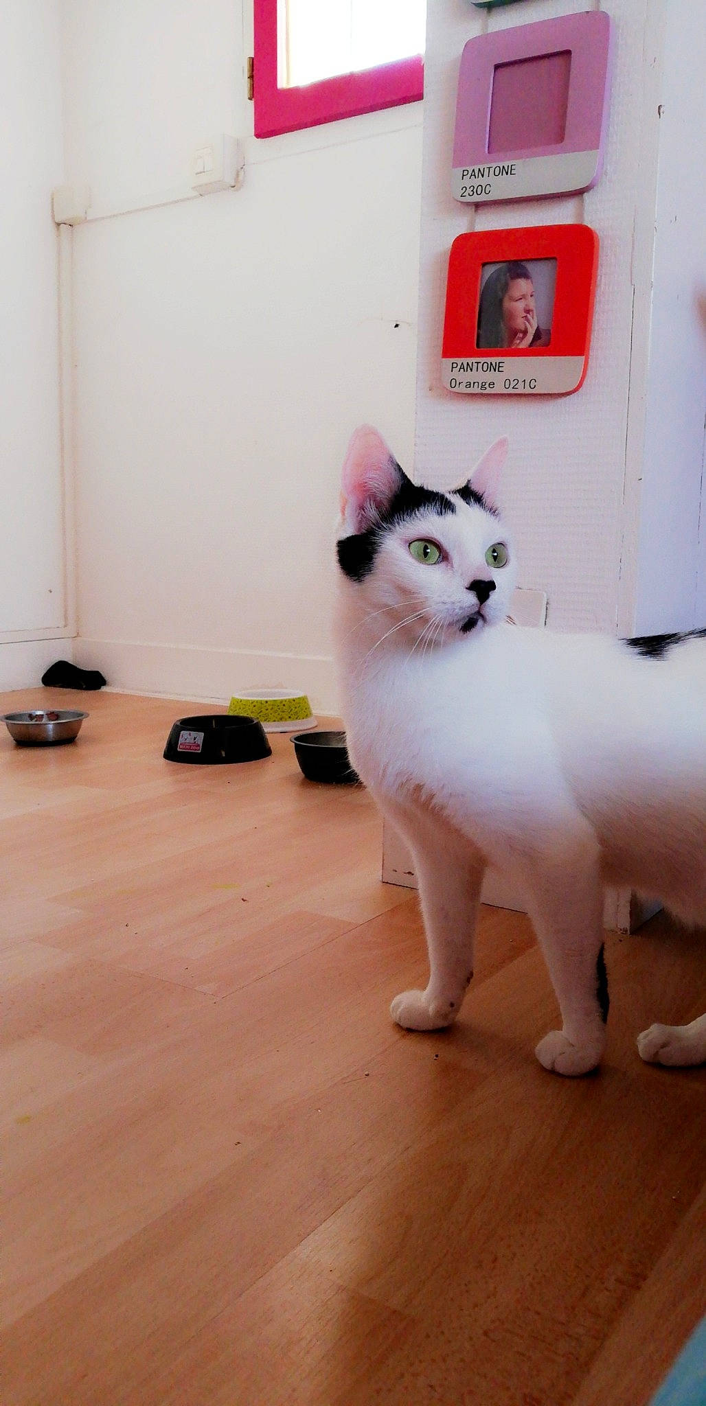 Oréo a rejoint le concours — aidez-le/la à gagner de superbes lots ! aegean_cat, carnivore, cat, domestic_short_haired_cat, felidae, floor, flooring, japanese_bobtail, khao_manee, kitten, mammal, ragdoll, small_to_medium_sized_cats, tail, thai, turkish_angora, turkish_van, whiskers