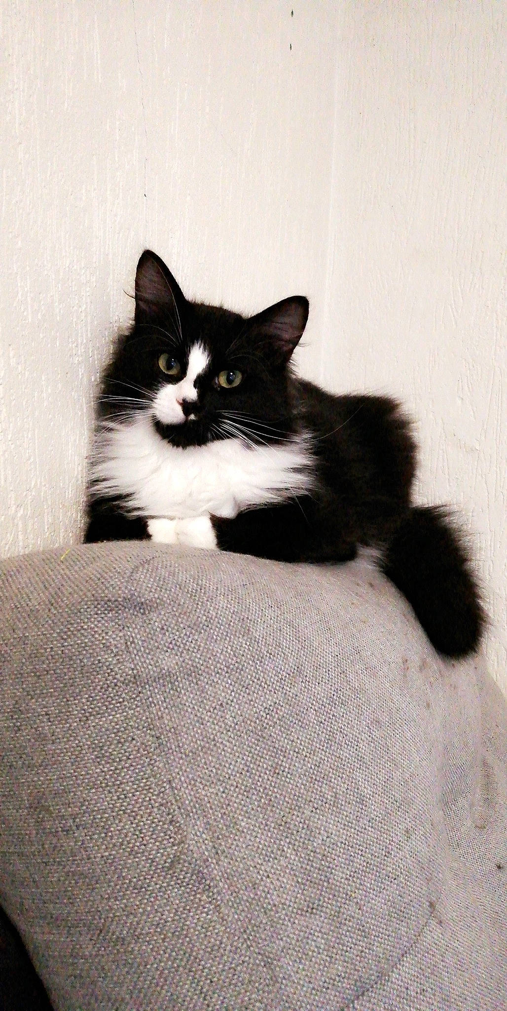 Oréo participe au concours pour gagner de l'argent avec cette photo : black, black_and_white, black_cat, carnivore, cat, domestic_short_haired_cat, european_shorthair, felidae, fur, kitten, mammal, norwegian_forest_cat, polydactyl_cat, small_to_medium_sized_cats, tail, whiskers