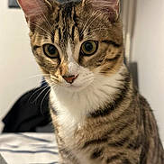 Shadow a rejoint le concours — aidez-le/la à gagner de superbes lots ! cat, tabby, indoor, pet, animal, whiskers, fur, curious, closeup, face, ears, eyes, striped, mammal, feline, domestic, cute, portrait, sitting, focused