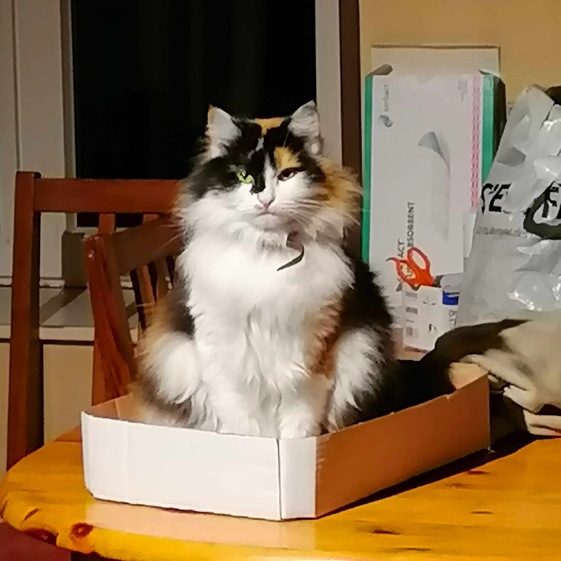 Plume a rejoint le concours — aidez-le/la à gagner de superbes lots ! box, calico, calm, cat, chair, clutter, domestic, feline, fluffy, fur, household_items, indoor, looking, paper_box, pet, scissors, sitting, table, window, wooden_table