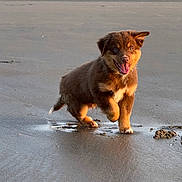 Apache a rejoint le concours — aidez-le/la à gagner de superbes lots ! puppy, dog, beach, sand, wet_sand, running, playful, young_dog, brown_fur, happy, tongue_out, ear_flop, outdoor, animal, canine, water, nature, motion, pet, sunlight