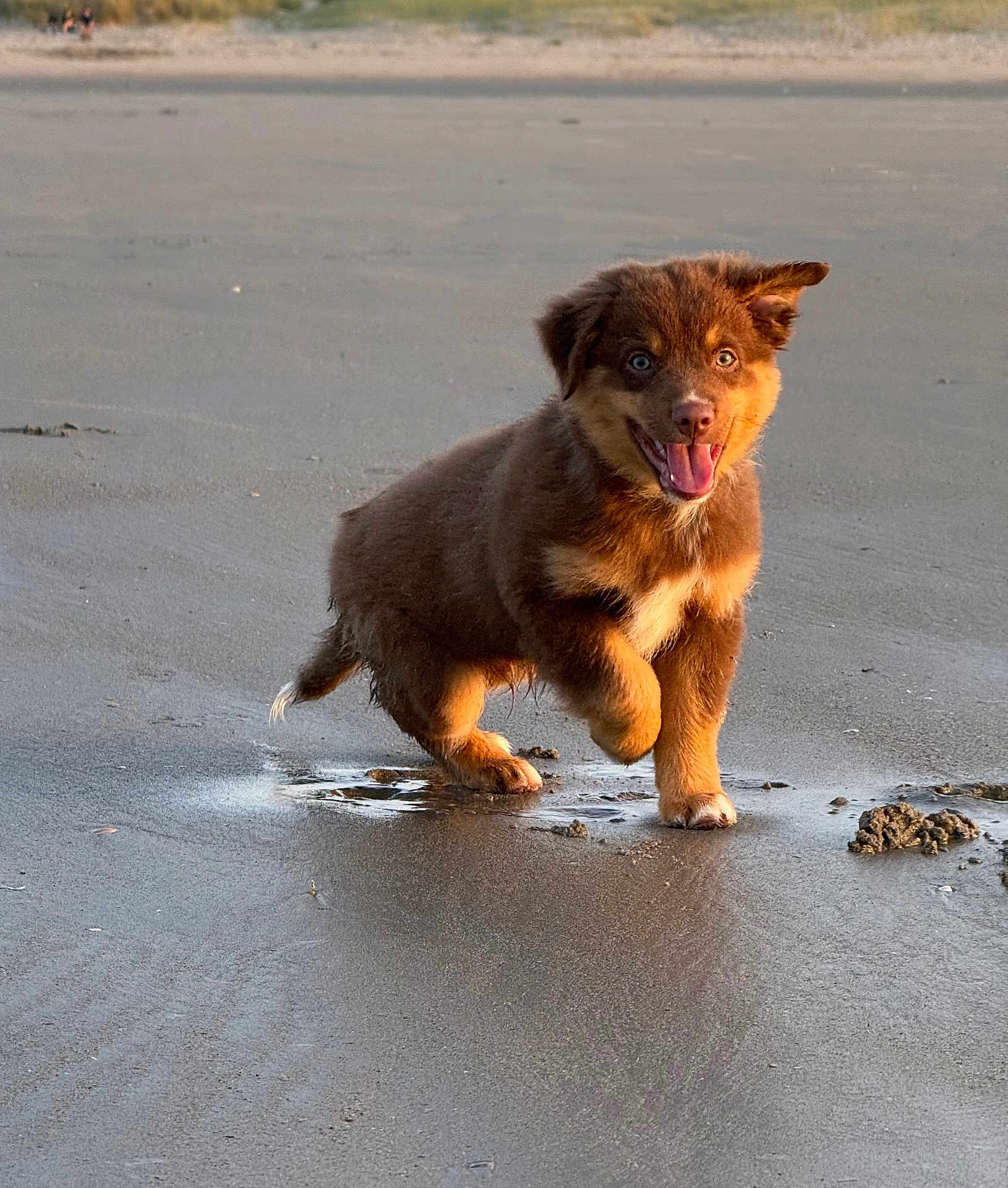 Apache a rejoint le concours — aidez-le/la à gagner de superbes lots ! puppy, dog, beach, sand, wet_sand, running, playful, young_dog, brown_fur, happy, tongue_out, ear_flop, outdoor, animal, canine, water, nature, motion, pet, sunlight