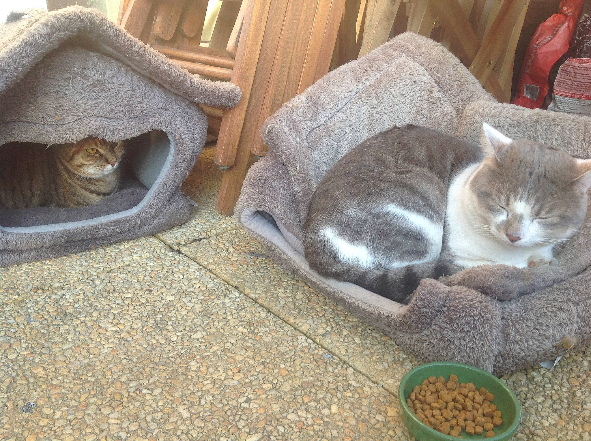 Bouly participe au concours pour gagner de l'argent avec cette photo : asian, british_shorthair, carnivore, cat, cat_bed, cat_furniture, cat_supply, chartreux, domestic_short_haired_cat, european_shorthair, fawn, felidae, kitten, korat, litter_box, pet_food, pet_supply, russian_blue, small_to_medium_sized_cats, whiskers