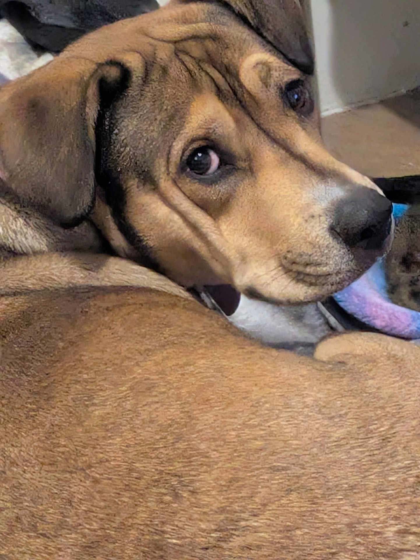 Bella joined the competition — help win amazing prizes! dog, canine, pet, brown_coat, close_up, ear, nose, eye, muzzle, face, collar, toy, blanket, resting, curled, indoor, floor, portrait, whiskers, looking_back