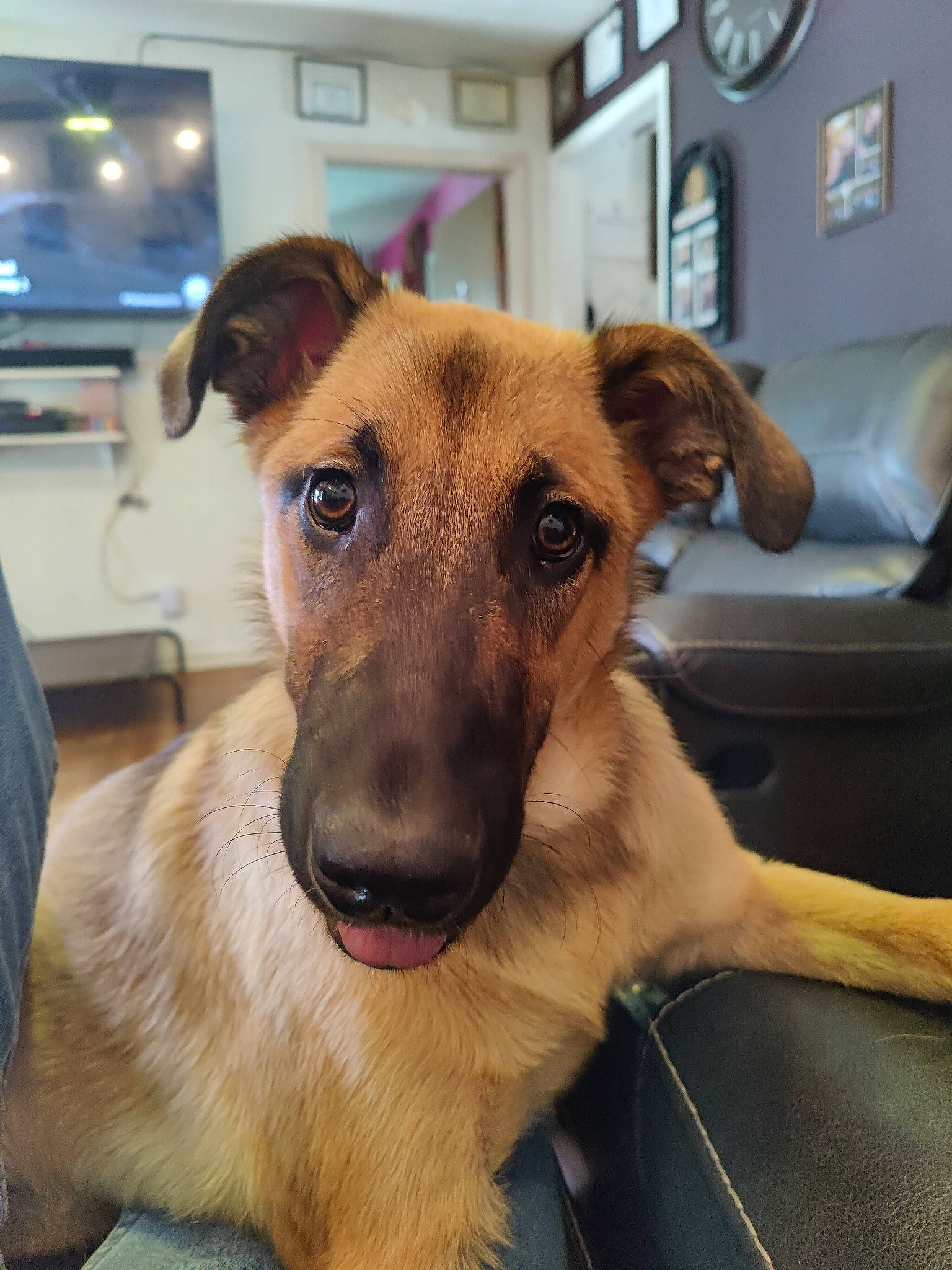 Dixie joined the competition — help win amazing prizes! canidae, carnivore, clock, collar, companion_dog, dog, dog_breed, ear, fawn, flooring, fur, picture_frame, room, selfie, service, snout, sporting_group, street_dog, whiskers, working_animal