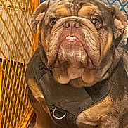 Charlie is registered to the contest to win money with this photo: bulldog, dog, pet, indoor, floor, harness, brown, seated, looking_at_camera, baby_gate, orange, blue, fur, paw, animal, companion, cute, domestic_animal, portrait, expression