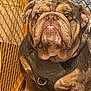 bulldog, dog, pet, indoor, floor, harness, brown, seated, looking_at_camera, baby_gate, orange, blue, fur, paw, animal, companion, cute, domestic_animal, portrait, expression