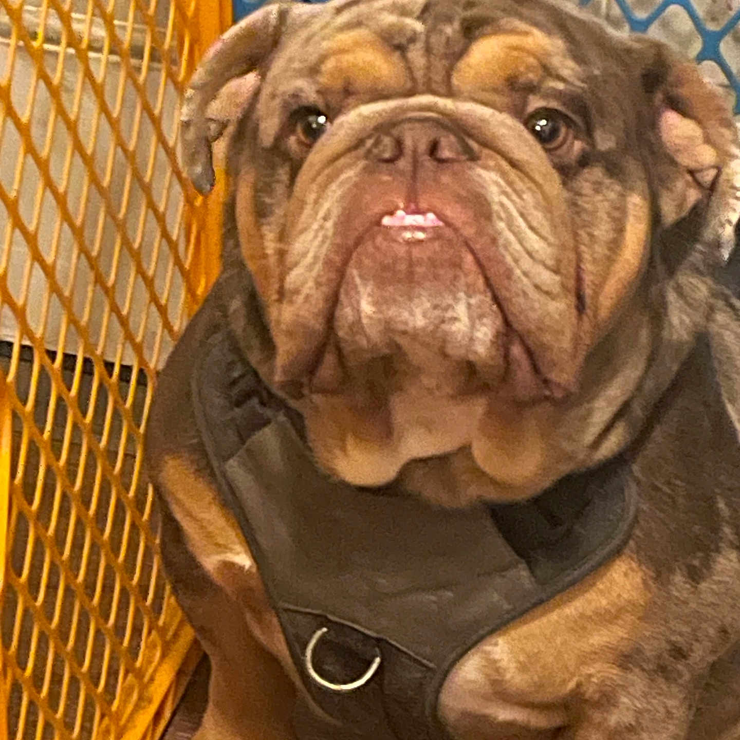 Charlie is registered to the contest to win money with this photo: animal, baby_gate, blue, brown, bulldog, companion, cute, dog, domestic_animal, expression, floor, fur, harness, indoor, looking_at_camera, orange, paw, pet, portrait, seated