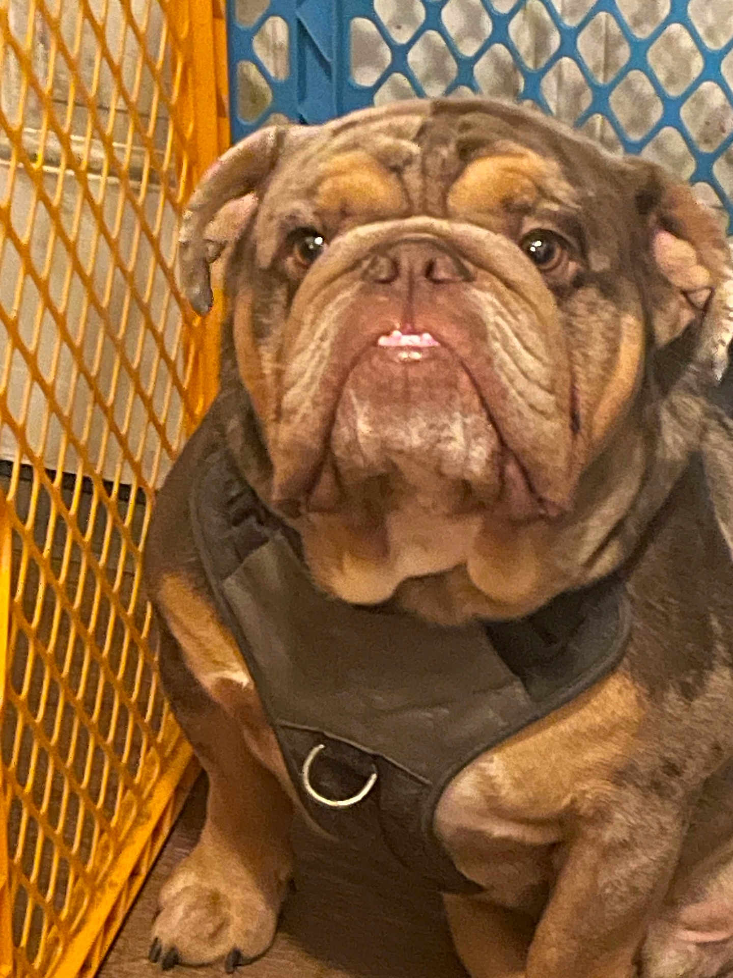 Charlie is registered to the contest to win money with this photo: bulldog, dog, pet, indoor, floor, harness, brown, seated, looking_at_camera, baby_gate, orange, blue, fur, paw, animal, companion, cute, domestic_animal, portrait, expression
